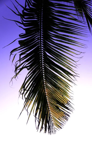 Silhouette Von Kokosnussblatt Mit Abenddämmerung Himmel Hintergrund Insel Sommer Hintergrund — Stockfoto