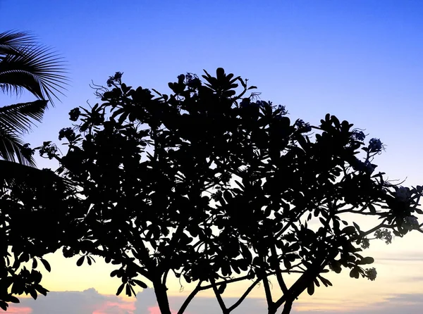 Silueta Árbol Con Cielo Crepuscular Fondo Naturaleza Abstracta — Foto de Stock