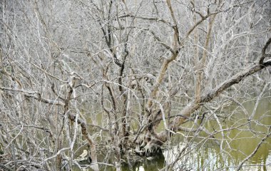 Bataklıkta, çevre arka planında, beyaz kurumuş ağacı kapat