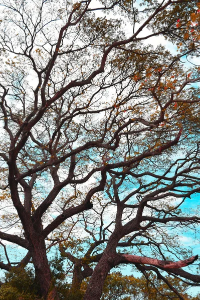 Velký Strom Baldachýn Modrým Nebem Pozadí — Stock fotografie