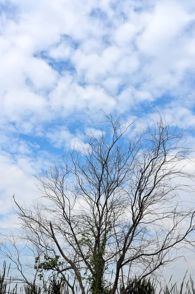 Árvore Seca Com Nuvens Céu Azul — Fotografia de Stock