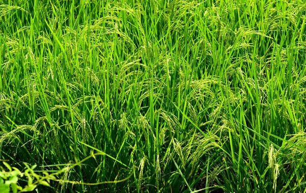 Groene Rijstvelden Achtergrond Landbouw — Stockfoto