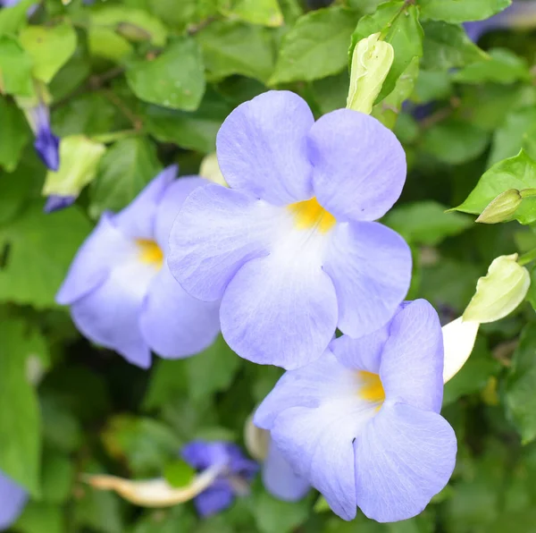 Thunbergia Laurifolia Çiçeği Mavi Trompet Sarmaşığı — Stok fotoğraf