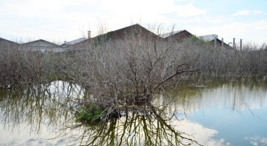 CHONBURI, THAILAND - 26 Şubat: Yapraksız huş ağaçları 26 Şubat 2022 tarihinde Khao Sam Muk, Chonburi 'de bataklıkta duruyor., 