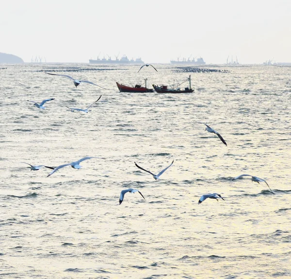 Grupp Måsar Som Flyger Över Havet — Stockfoto