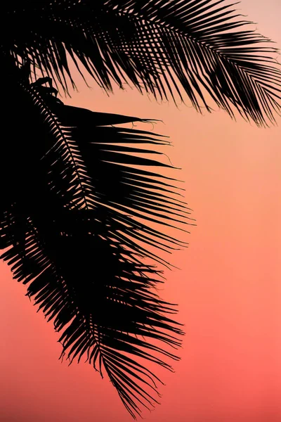 Gün Batımında Gökyüzü Olan Palmiye Ağacının Silueti — Stok fotoğraf
