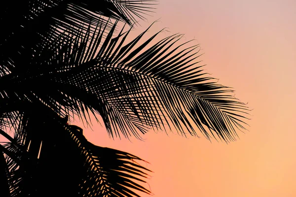 Silhouette Palm Tree Sunset Sky — Stock Photo, Image
