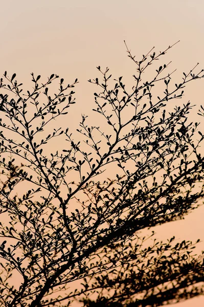 Baum Silhouette Mit Sonnenuntergang Himmel Hintergrund — Stockfoto