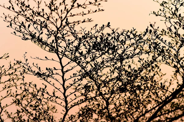 Baum Silhouette Mit Sonnenuntergang Himmel Hintergrund — Stockfoto