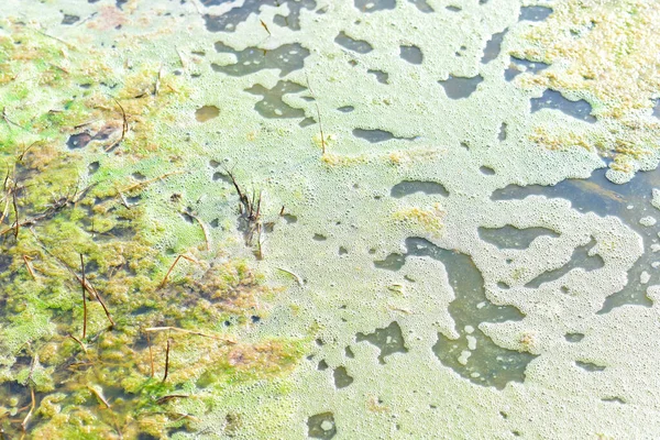 藻类盛开的污染问题 — 图库照片