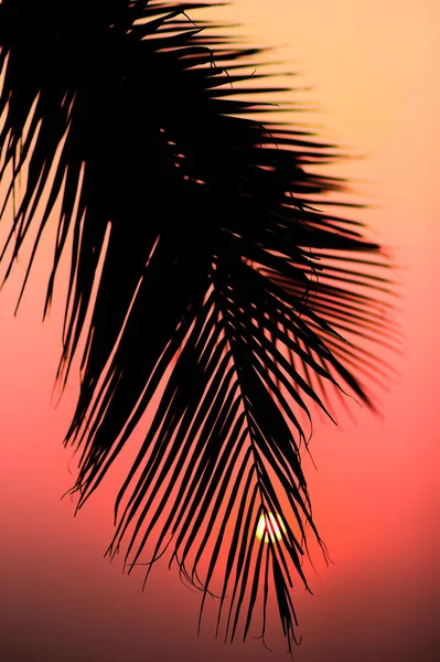 Silhouette Palm Tree Sunset Sky — Stock Photo, Image