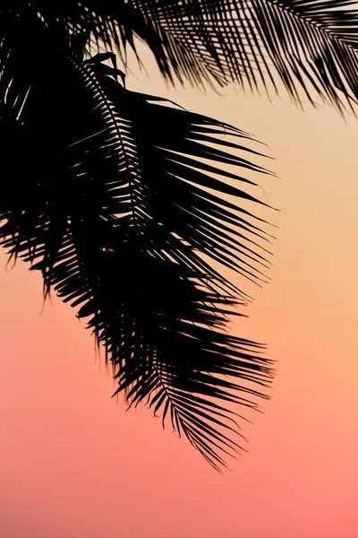 夕焼け空のヤシの木のシルエット — ストック写真