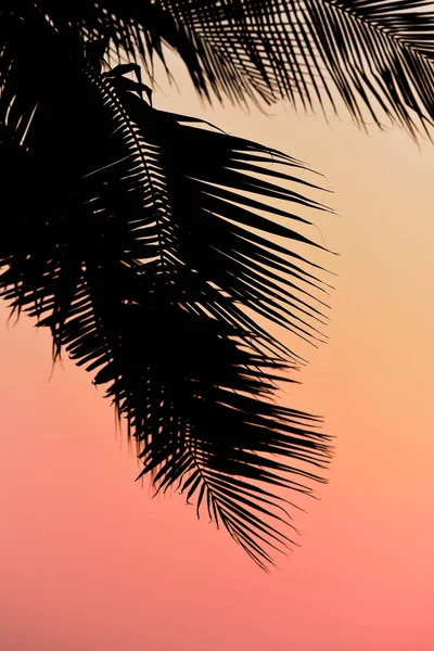 Silhouette Palm Tree Sunset Sky — Stock Photo, Image