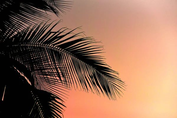 Silhouette Palm Tree Sunset Sky — Stock Photo, Image