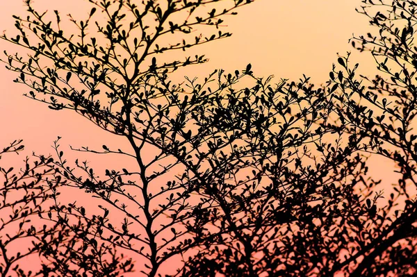 Tree Siluett Med Sunset Himmel Bakgrund — Stockfoto