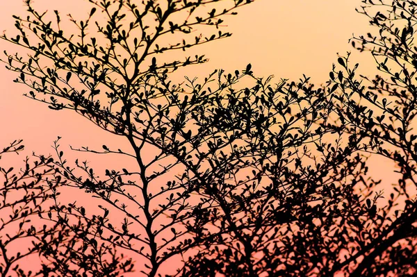 Silhouette Dell Albero Con Sfondo Cielo Tramonto — Foto Stock