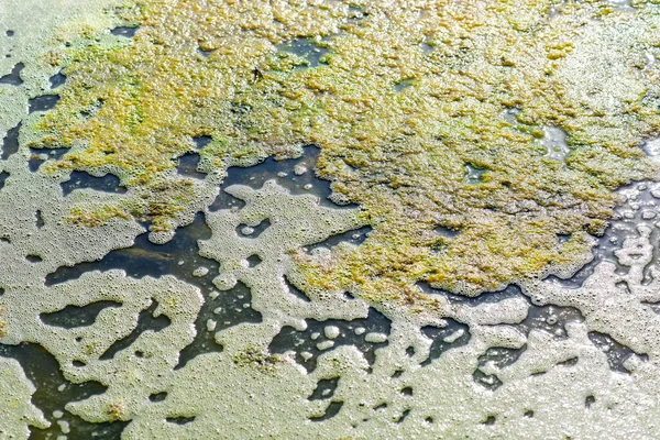 Problème Pollution Dans Les Marais Floraison Algues — Photo