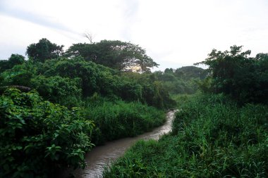 Ormanda nehir, günbatımı gökyüzü arka planı