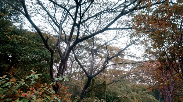 Arbre Dans Forêt Beau Fond Sauvage — Photo