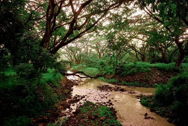 Schöne Landschaft Fluss Waldhintergrund — Stockfoto