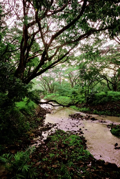 Красивый Пейзаж Река Фоне Леса — стоковое фото