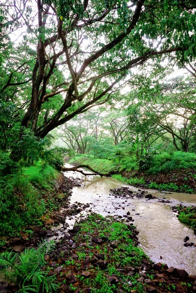 Bela Paisagem Rio Fundo Floresta — Fotografia de Stock