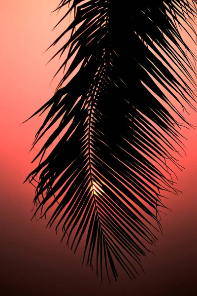 Silhouette Einer Palme Mit Sonnenuntergang — Stockfoto