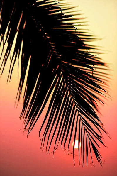 Silhouette Palm Tree Sunset Sky — Stock Photo, Image