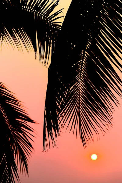 Silhueta Palmeira Com Céu Pôr Sol — Fotografia de Stock