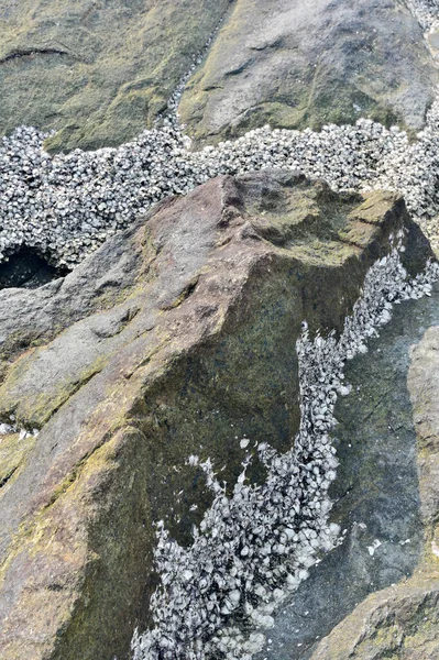 Seashell Vid Stenmur Bakgrund — Stockfoto