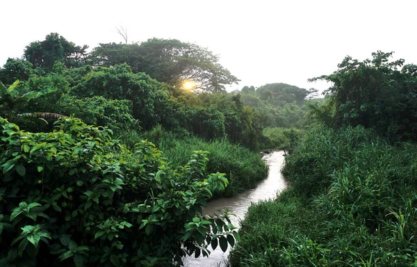 森林中的河流 夕阳的天空背景 — 图库照片