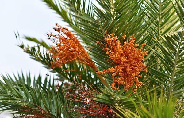 Phoenix Reclinata Nebo Divoké Datlové Palmové Ovoce Stromě — Stock fotografie