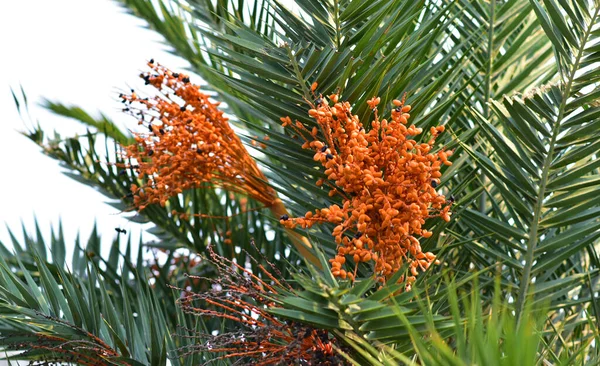 Phoenix Reclinata Nebo Divoké Datlové Palmové Ovoce Stromě — Stock fotografie