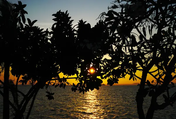 夕日の空の海で木のシルエット — ストック写真