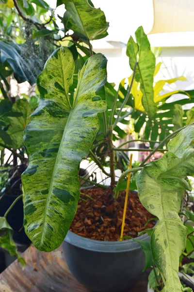 Philodendron Paraiso Verde yaprağı kapat