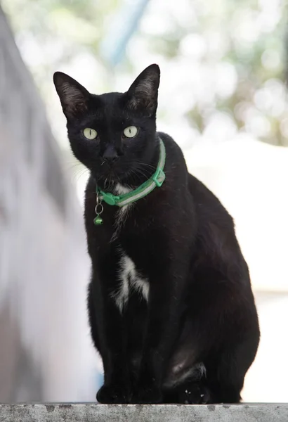 Porträtt Svart Katt Sittande Trappan — Stockfoto