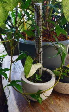 Sengonyum Podophyllum Albo Varyasyonlu Yaprak Kapat