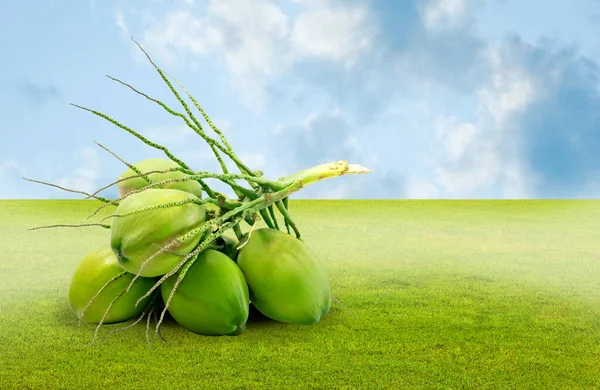 Skupina Zeleného Kokosového Ovoce Zelené Louce Sklizeň Tropického Ovoce — Stock fotografie