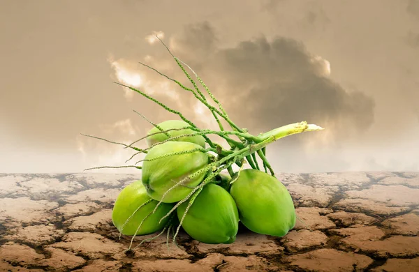 干旱土壤 饥荒和粮食短缺问题椰子小组危机概念 — 图库照片