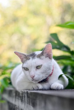 Şişko kedi yeşil yapraklı duvarda dinleniyor.