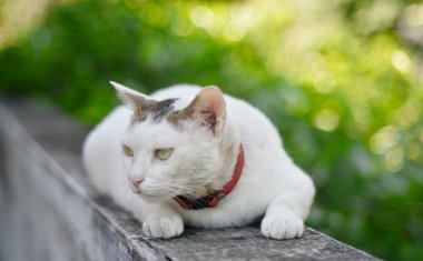 Duvardaki kedinin portresi yeşil bokeh arka plan