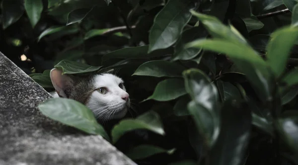 Cache Chat Dans Jardin Portrait Animal — Photo