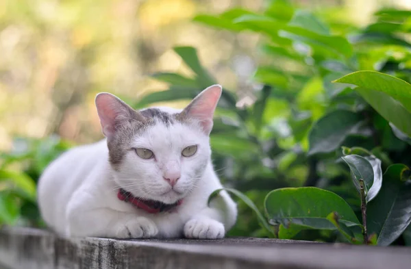 Жирний Кіт Відпочиває Стіні Зеленим Фоном Листя — стокове фото