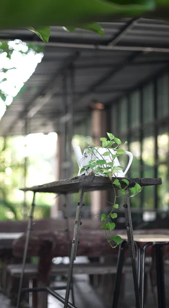 Belle Plante Pot Décorer Sur Table — Photo