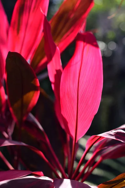 Cordyline Fruticosa Pianta Cavolo Palma Con Retroilluminazione — Foto Stock