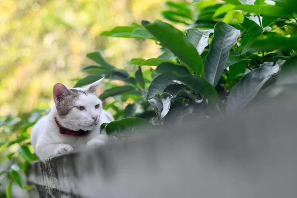 Hayvan portresi, duvarda yeşil yapraklı kedi dinleniyor.