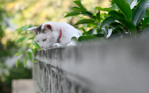 Gruby Kot Spoczywa Ścianie Zielonym Tłem Liści — Zdjęcie stockowe