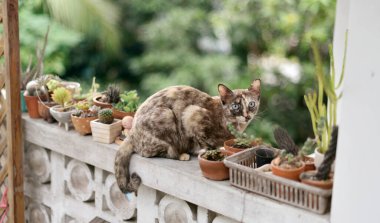 Beton duvardaki kedi ve arka planda bitki olan kameraya bakıyor.