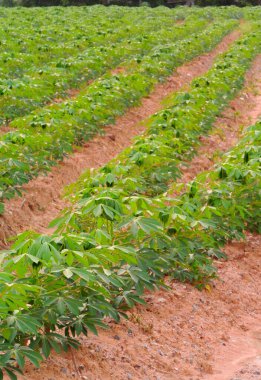 Cassava ağacı çiftlikte yetişir.