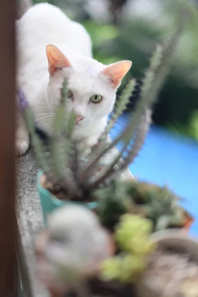 コンクリート壁に白い猫とポットぼやけた前景に植物とカメラを見て — ストック写真
